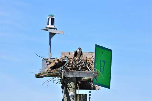 Two ospreys sit on a nest atop a wooden post, with a green sign and a lantern against a clear blue sky.