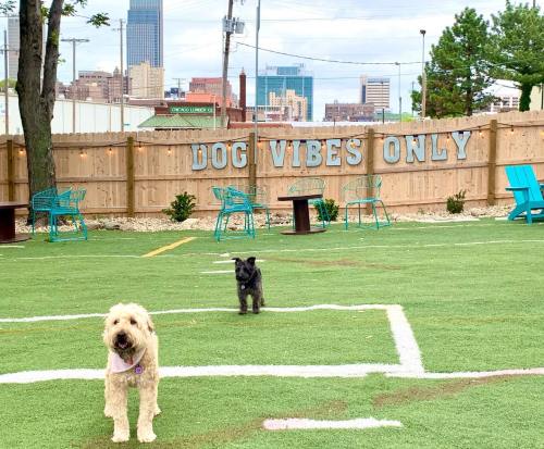 Two dogs play in a grassy area with a "DOG VIBES ONLY" sign and city skyline in the background.