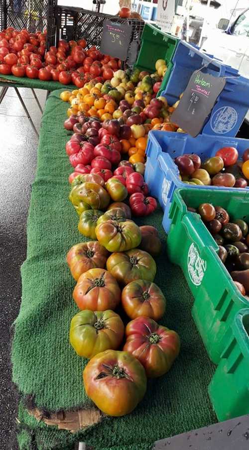 A vibrant display of various tomatoes in green crates at a market, with a green tablecloth underneath.