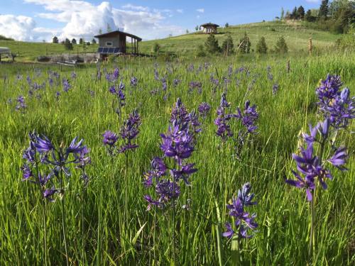 A field of purple flowers in a grassy landscape, with a house and hills in the background under a blue sky.