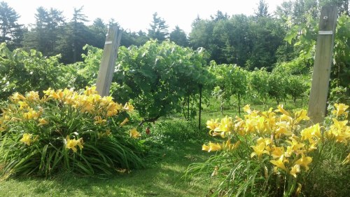 A sunny vineyard scene with lush green grapevines and vibrant yellow flowers in the foreground.