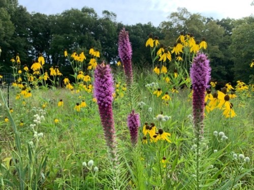 A field of vibrant yellow flowers with tall purple spikes of blooming plants in the foreground.