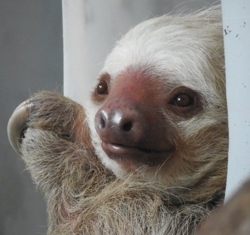 A close-up of a sloth's face, featuring its large eyes and distinctive fur, with a gentle expression.
