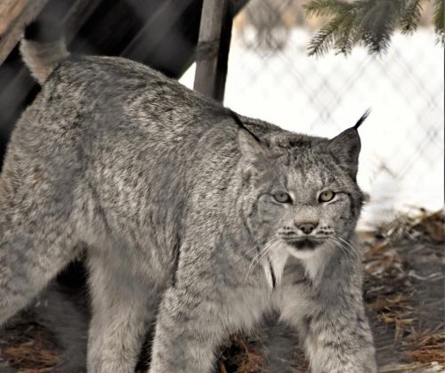 A lynx with thick fur and distinctive tufts on its ears, standing alert in a snowy environment.