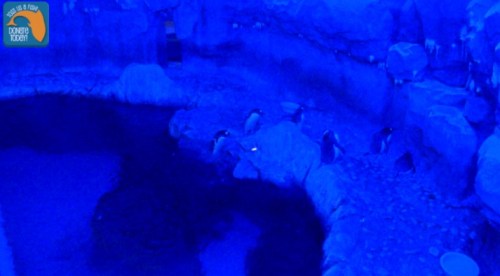 A dimly lit scene of penguins near a rocky area by a pool, illuminated in blue light.