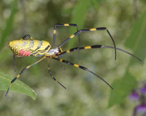 A brightly colored spider with a yellow and black body and long legs, perched on a green leaf.