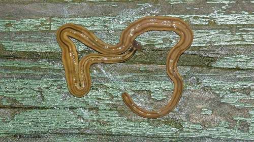A long, slender brown worm-like creature on a textured green surface.