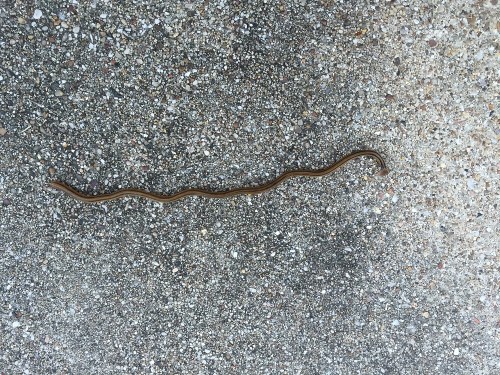 A brown, wavy snake lying on a textured, light-colored surface.