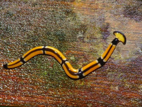 A brightly colored yellow and black striped worm on a textured surface.
