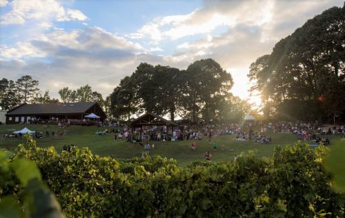 A crowd gathers on a grassy hill near a wooden pavilion at sunset, surrounded by trees and vineyards.