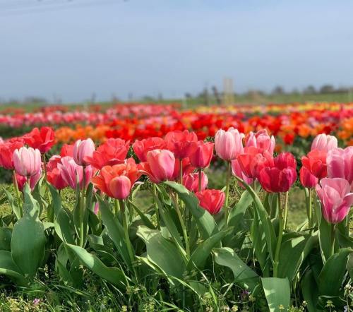 A vibrant field of blooming tulips in various shades of pink, red, and orange under a clear blue sky.