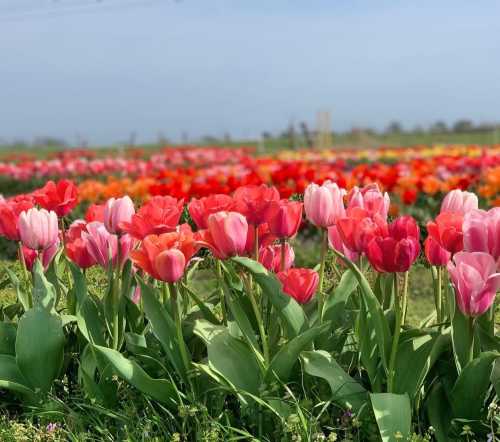 A vibrant field of blooming tulips in various shades of pink, red, and orange under a clear blue sky.