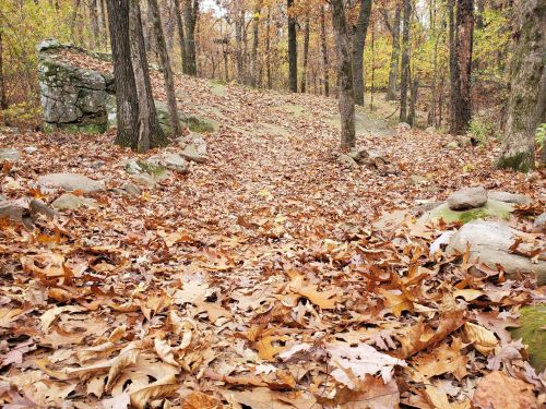 A forest path covered in orange and brown fallen leaves, surrounded by trees with autumn foliage.