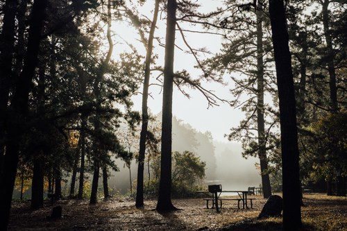 A misty forest scene with tall trees and a picnic table, illuminated by soft sunlight filtering through the branches.