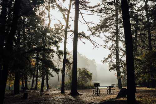 A misty forest scene with tall trees and a picnic table, illuminated by soft sunlight filtering through the branches.