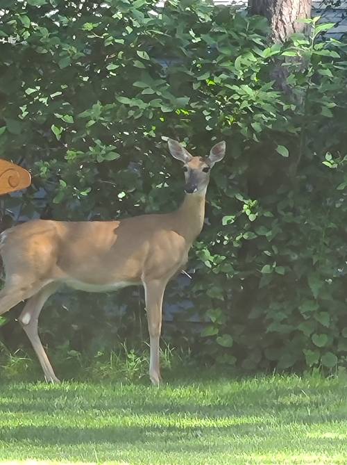 A deer stands near a bush, partially turned, in a grassy area with trees in the background.