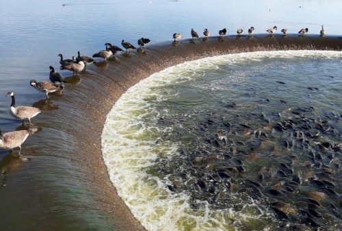 A circular water feature with a waterfall, surrounded by ducks and geese standing along the edge.