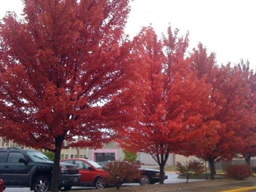 Vibrant red trees line a street, showcasing autumn foliage against a cloudy sky.