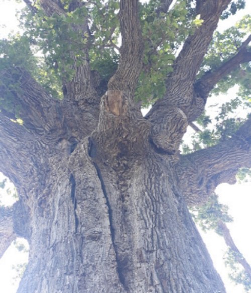 A close-up view of a large tree trunk with textured bark and sprawling branches reaching upward.