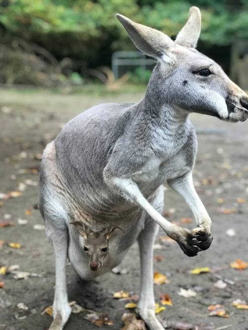 A kangaroo stands on a dirt path, with a joey peeking out from its pouch. Surrounding foliage is blurred in the background.