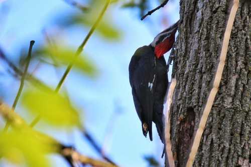 A woodpecker pecks at a tree trunk, showcasing its distinctive red and black plumage against a blue sky.