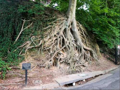 A large tree with exposed roots growing on a hillside, surrounded by greenery and a sign nearby.