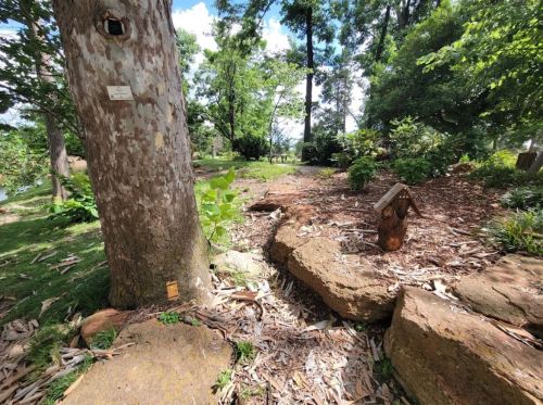 A serene garden scene featuring a large tree, rocks, and lush greenery under a bright blue sky.