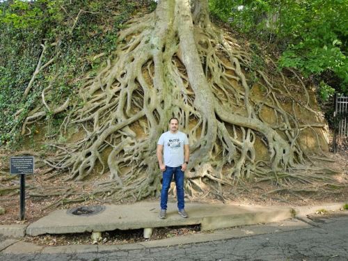 A person stands in front of a large tree with extensive roots exposed on a hillside, surrounded by greenery.