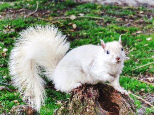 A white squirrel with a fluffy tail sits on a tree stump, surrounded by green grass.