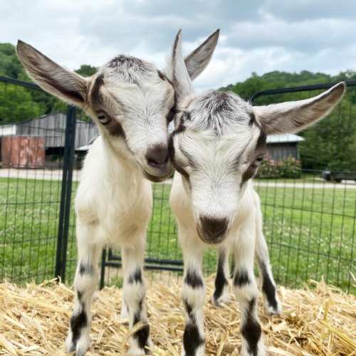 Two adorable baby goats standing close together on straw, with green fields and a barn in the background.