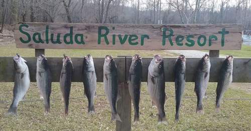 A wooden sign reading "Saluda River Resort" with several striped fish hanging below it.