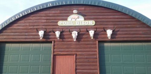 A wooden building with a curved roof, featuring a sign that reads "Pohl Bison" and five mounted bison skulls above the door.