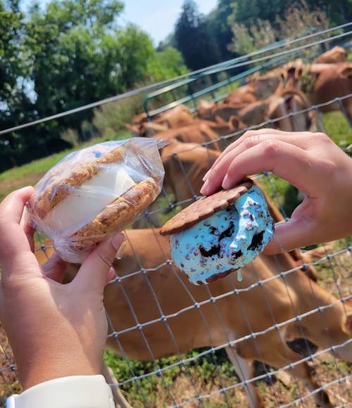 Two hands hold ice cream sandwiches, one with a chocolate cookie and blue ice cream, in front of a fence with cows.