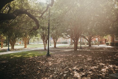 A serene park scene with trees, fallen leaves, and a soft light filtering through the branches.