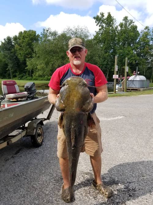 A man in a cap holds a large catfish by a boat near a lake, smiling proudly on a sunny day.