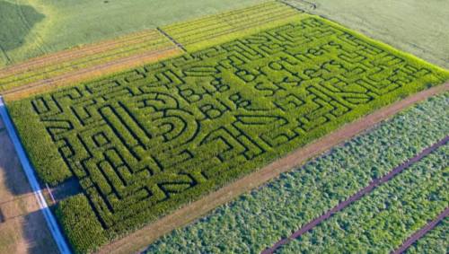 Aerial view of a corn maze featuring the words "Big Brothers Big Sisters" carved into the green field.