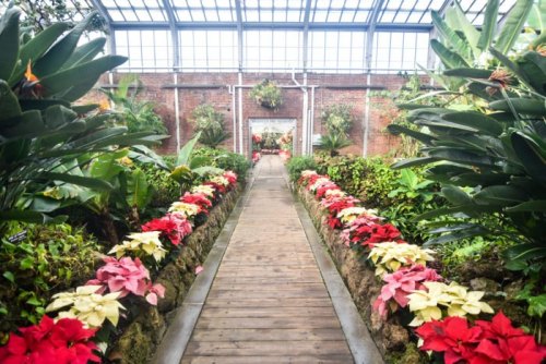 A lush greenhouse pathway lined with colorful flowers and tropical plants, leading to a bright, inviting entrance.