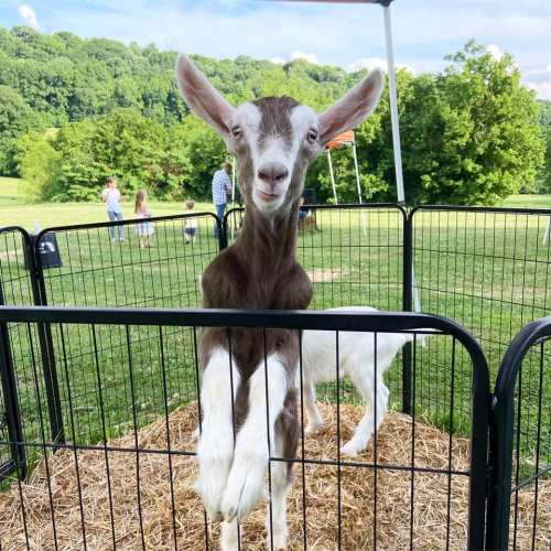 A goat stands in a pen, looking curiously at the camera, with green fields and people in the background.