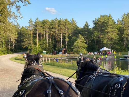 Two black horses in harness, with a scenic view of a pond and people gathered under a tent in the background.