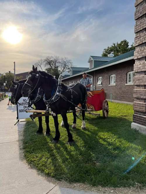 A person stands next to two black horses hitched to a colorful cart, with a sign nearby on a sunny day.