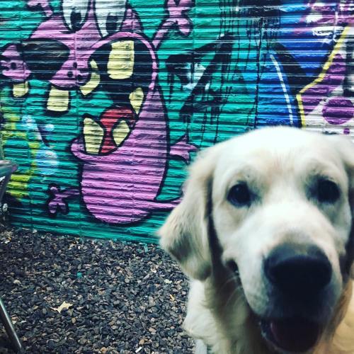 A happy golden retriever in front of colorful graffiti featuring a cartoon character on a brick wall.