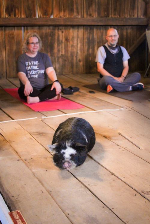 Two people sit on yoga mats in a rustic space, while a small pig lies on the wooden floor between them.