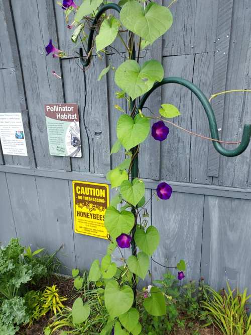 A green vine with purple flowers climbs a metal support near signs about pollinator habitats and honeybee caution.