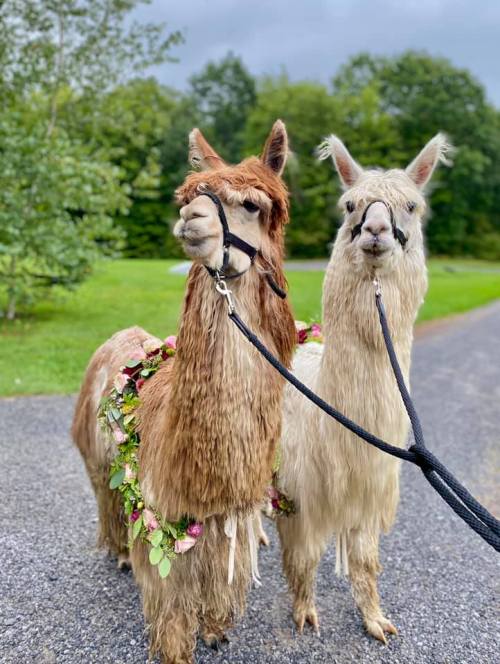 Two llamas with long fur, one wearing a floral garland, stand side by side on a gravel path in a green landscape.