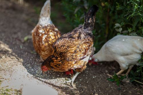 Three chickens foraging on the ground, with one brown, one white, and one speckled, surrounded by greenery.