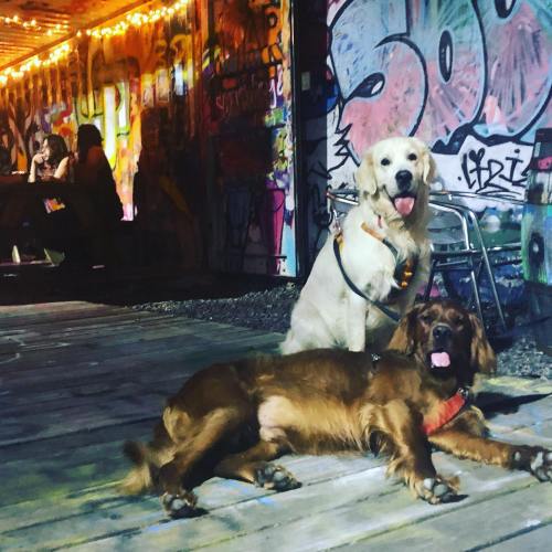 Two dogs, a golden retriever and an Irish setter, sit on a wooden floor in front of a colorful graffiti wall.