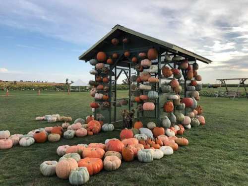 A rustic structure adorned with colorful pumpkins, surrounded by a grassy field and a cloudy sky.