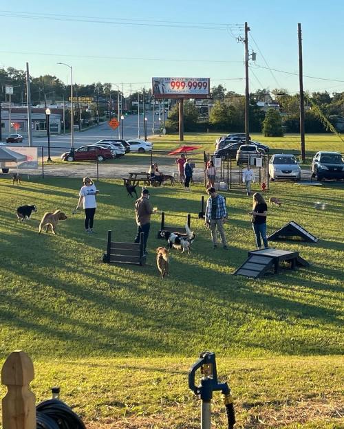 A group of people and dogs play in a grassy area with agility equipment and a busy street in the background.