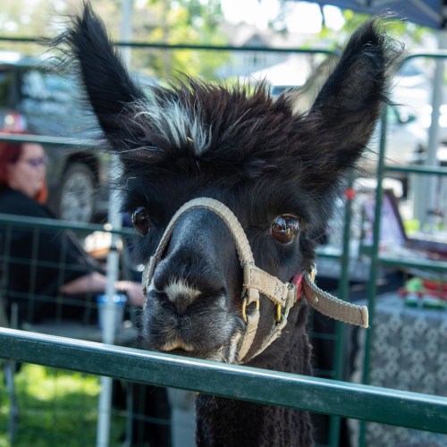 A close-up of a curious black alpaca with a harness, peering through a fence at a fair or event.