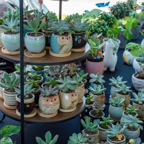 A display of various potted succulents in decorative containers, including owl-shaped pots, at a market.